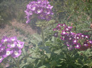 verbine