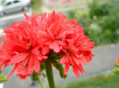 pelargonium chine