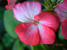 DSCN0603