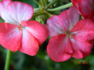 DSCN0601