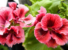 DSCN0687