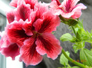 DSCN0688