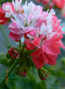 DSCN0618