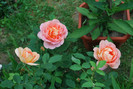 trandafir david austin