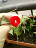 24 iunie 2012-flori 002