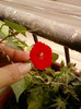 24 iunie 2012-flori 024