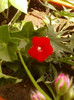 24 iunie 2012-flori 028