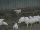 DSCN3871