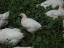 DSCN3927