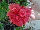 HIBISCUS clasic-RED 50 ron