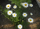 DSCN3777