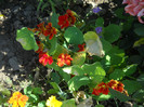 DSCN3788