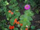 DSCN3795