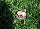 24.06.2012>Gymnocalycium
