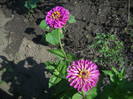 DSCN3804