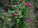 DSCN3805