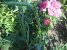 DSCN3854