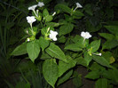 DSCN3862