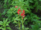 DSCN3892