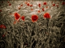 300-flowers-hd-wallpaper-1280x800-324398