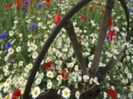 Corn Chamomile, Poppies and Cornflowers-486574