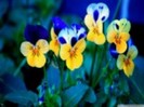 tamaioare flori de primavara-535477