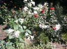 Fotografii-0018