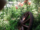 Fotografii-0030