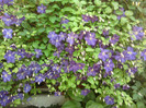 Fotografii-0034
