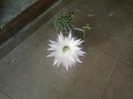 Fotografii-0036
