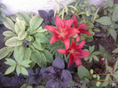 Fotografii-0056