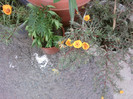 Fotografii-0058