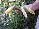 Fotografii-0061