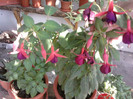 Fotografii-0063