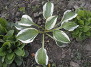 Hosta Patriot (de la Dianadia)