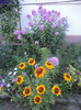 Gaillardia in prim plan si phlox in fundal