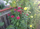 Monarda didima