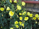 Oenothera biennis