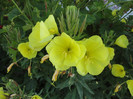 Oenothera biennis