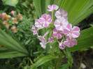 Phlox maculata Natacha