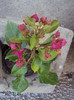 ciclam deschis