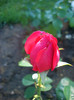Red Eden Rose • Eric Tabarly • MEIdrason (Climber Romantica; Meilland 2002)
