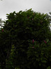 reinfloreste magnolia  Susan