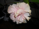 Hibiscus Clasic Pinky Pal