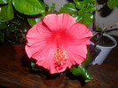 Hibiscus Bordo