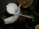 Hibiscus White Swann