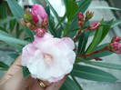Roz dublu de la tanti Elvira cea de-a doua planta din ghiveci a facut floarea decolorata