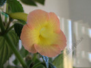 NEW -  Strawberry Lemon