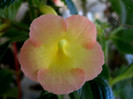 NEW -  Strawberry Lemon