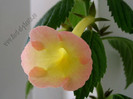 NEW -  Strawberry Lemon